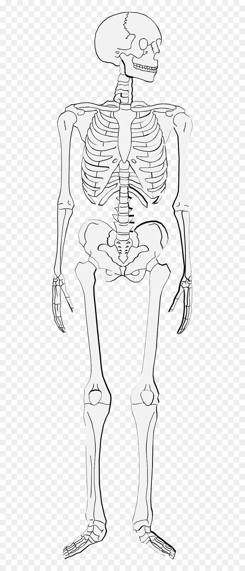 Illustration, HD Png Download - human skeleton png