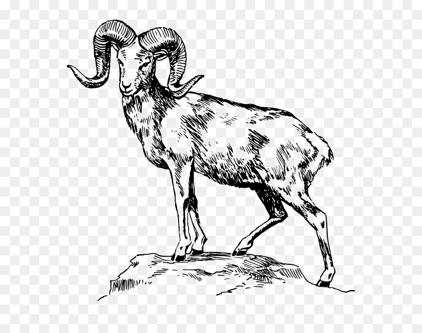 Animal Drawing At Getdrawings - Drawing Of A Mountain Goat, HD Png Download - ram head png