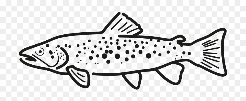 Producto Ficha Pez Trucha Frio Antartic - Trout Drawing Png, Transparent Png - rainbow trout png