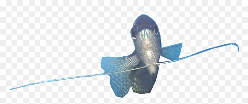 Trichogaster Trichopterus Female Transparent Background - Gourami Transparent Background, HD Png Download - dove flying png