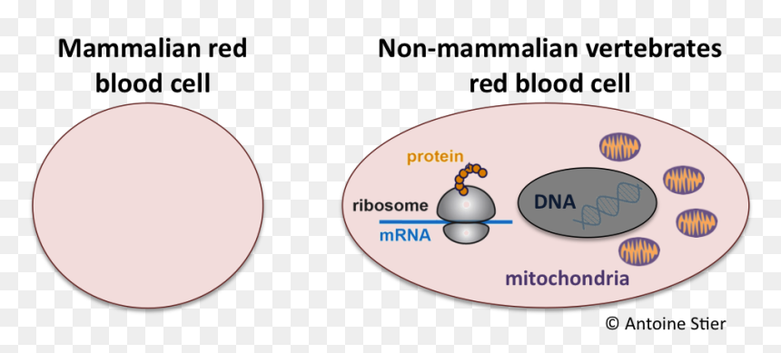Transparent Red Blood Cells Png - Mammals Red Blood Cells, Png Download - red blood cells png