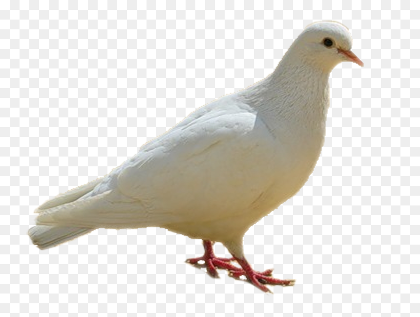 Dove, Birds, White Png - Birds Images Hd Png, Transparent Png - dove flying png