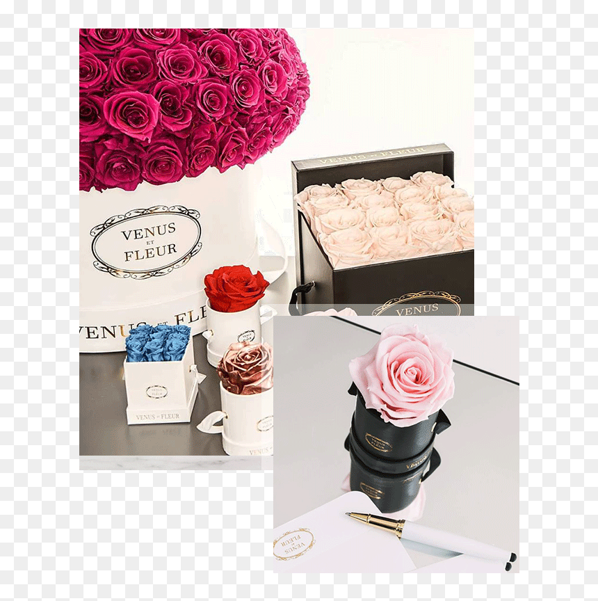 Garden Roses, HD Png Download - flower box png