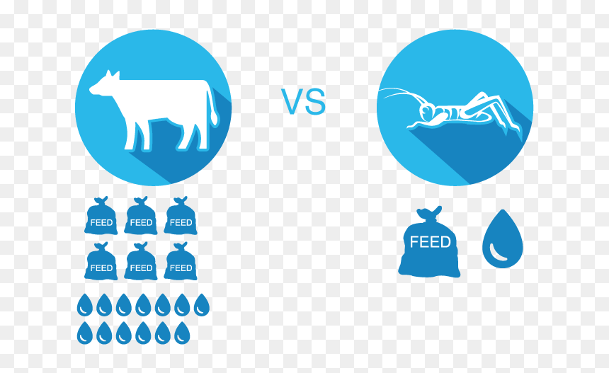 Infographicsmall - Graphic Design, HD Png Download - crickets png