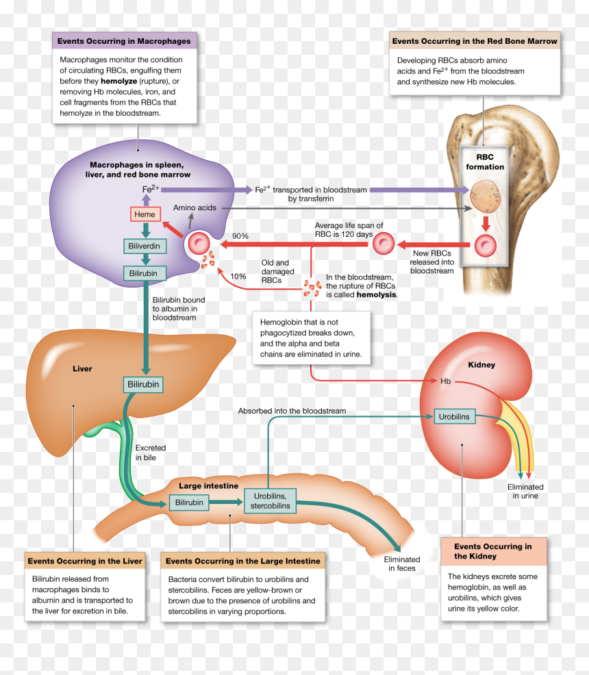 Recycling The Components Of Hemoglobin, HD Png Download - red blood cells png