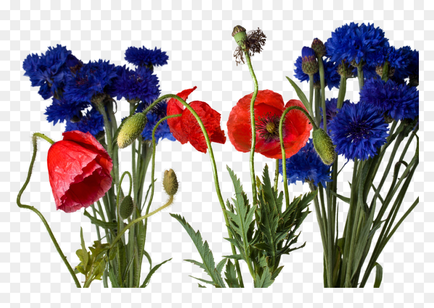 Bouquet, HD Png Download - gossip png
