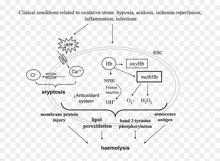 Concise Mechanisms Involved In Red Blood Cells Haemolysis - Antioxidant System Of Erythrocyte, HD Png Download - red blood cells png