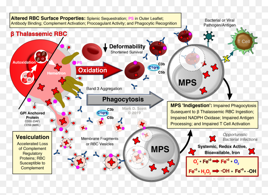 Diagram, HD Png Download - red blood cells png