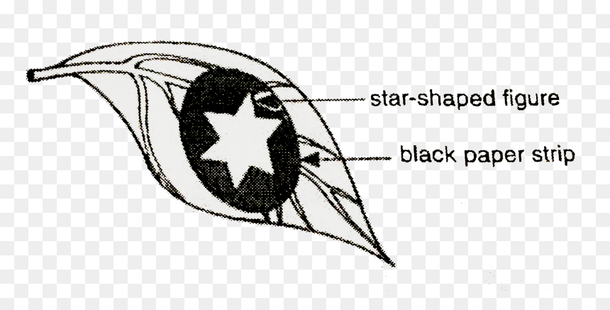 Sketch, HD Png Download - black strip png