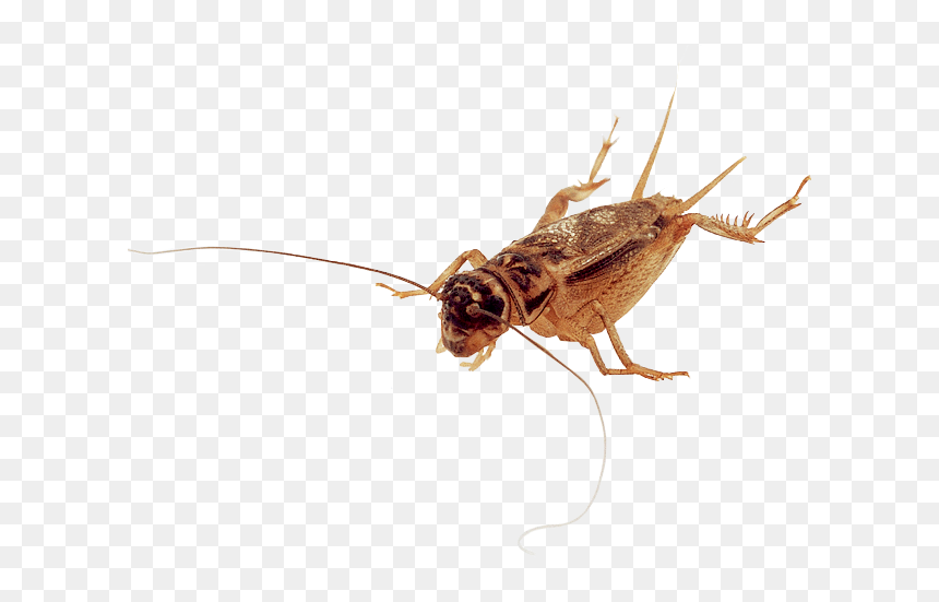 Cricket, HD Png Download - crickets png
