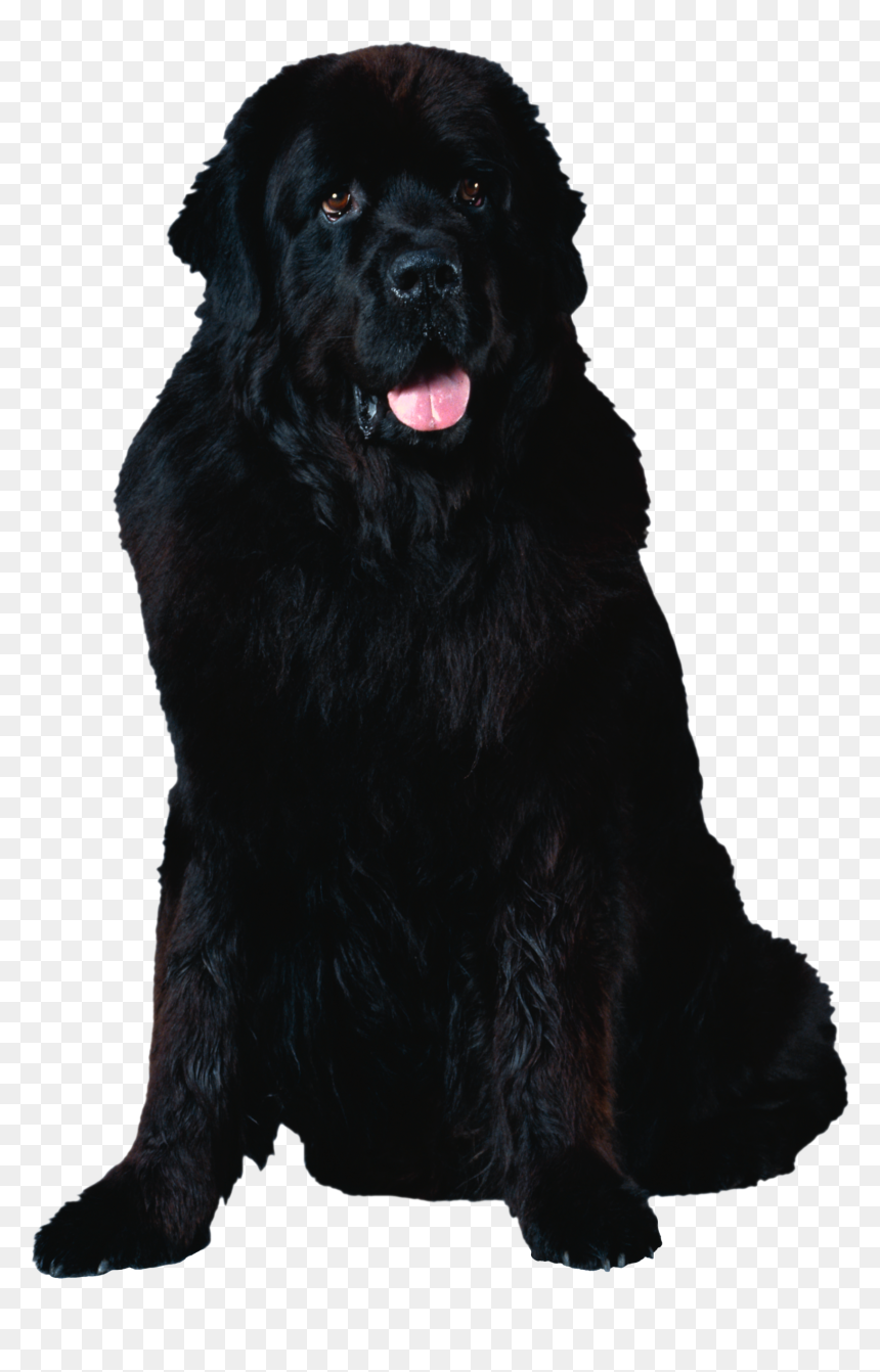 Dog Png - Newfoundland Dog Transparent Background, Png Download - white dog png