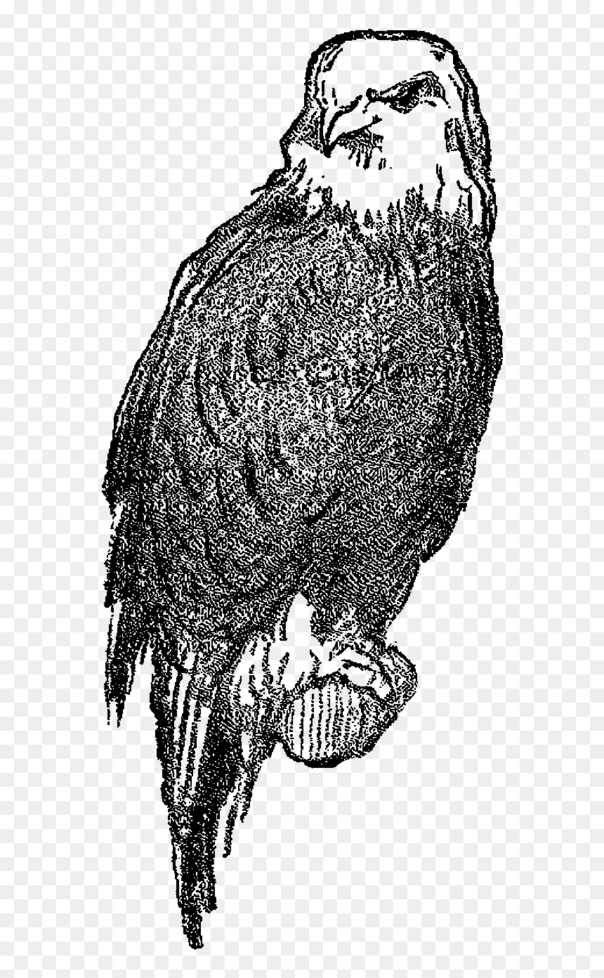 Bird Eagle Digital Image - Falconiformes Black White Draw, HD Png Download - eagle .png