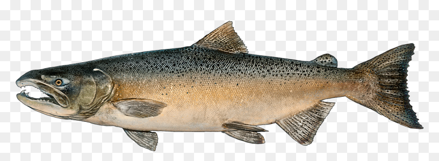 Chinook Salmon Png, Transparent Png - rainbow trout png