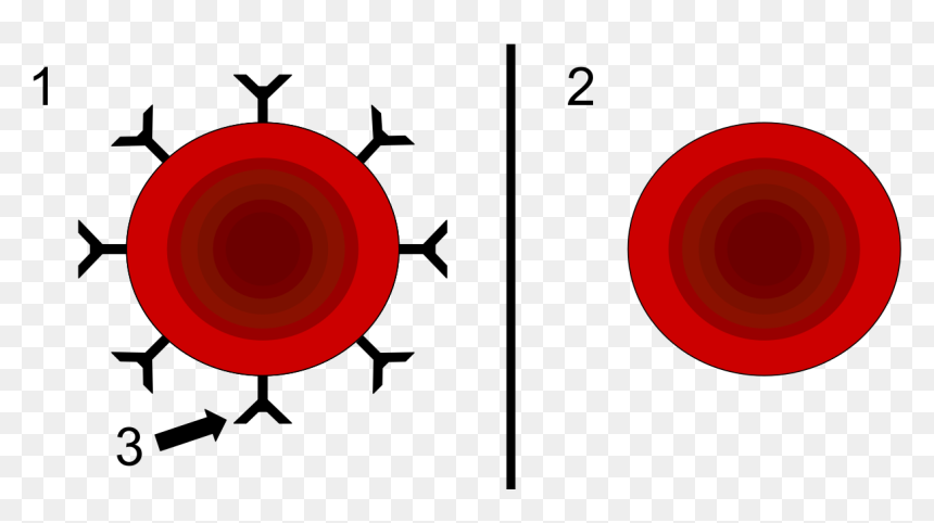 Резус Фактор, HD Png Download - red blood cells png