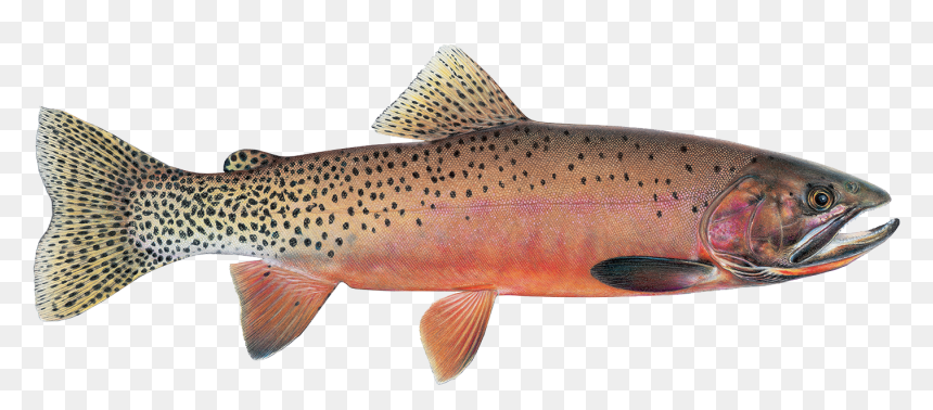 Montana State Fish, HD Png Download - rainbow trout png