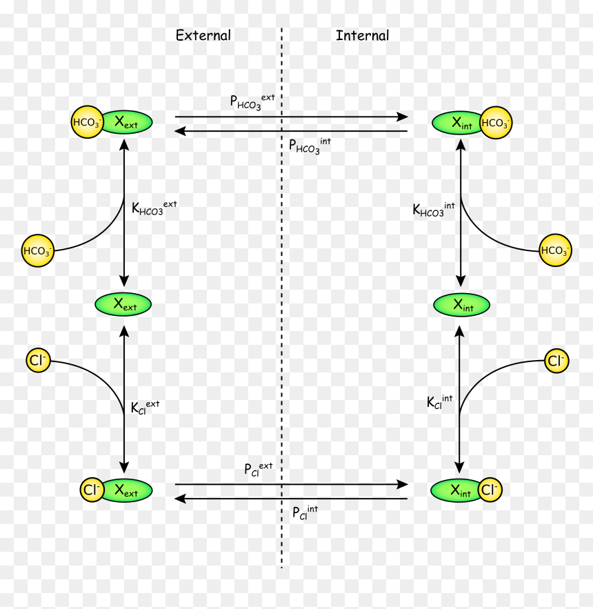Diagram, HD Png Download - red blood cells png