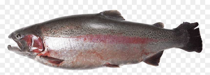 Coastal Cutthroat Trout, HD Png Download - rainbow trout png