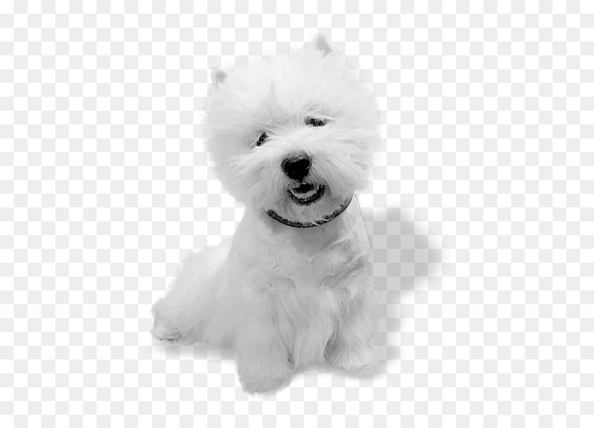 West Highland White Terrier, HD Png Download - white dog png