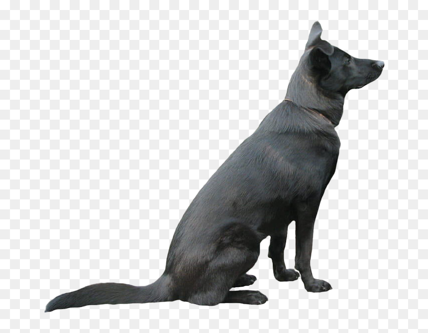 Black Dog Png Pic - Black German Shepherd Png, Transparent Png - white dog png