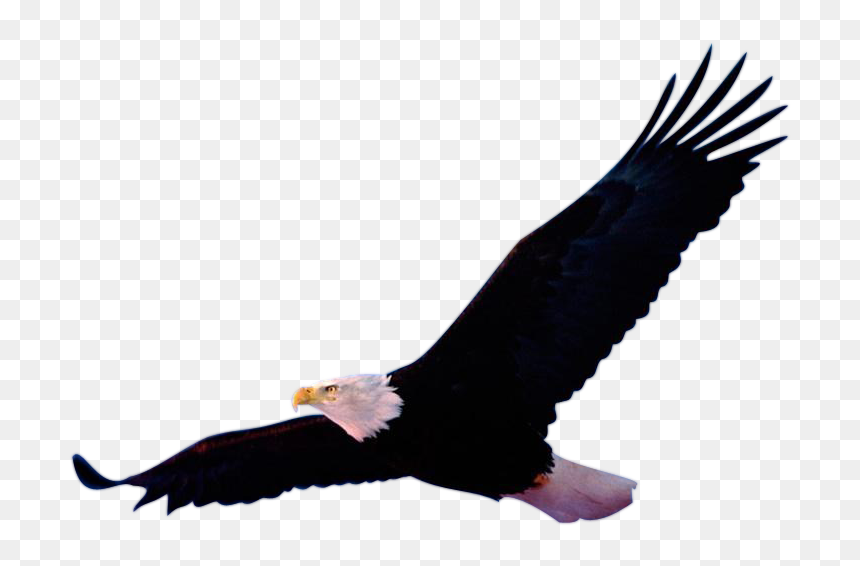 Eagle Kingdom, HD Png Download - eagle .png
