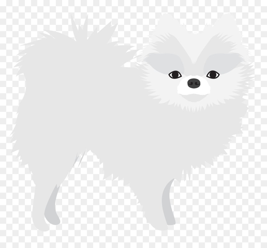 Pomeranian, HD Png Download - white dog png