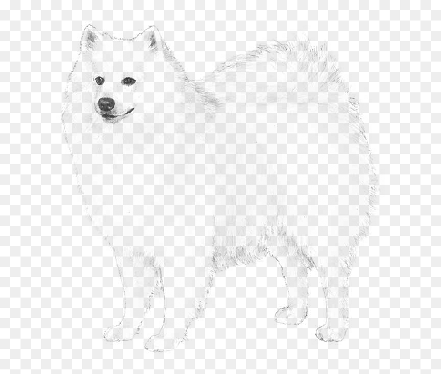 American Eskimo Dog - German Spitz Mittel, HD Png Download - white dog png