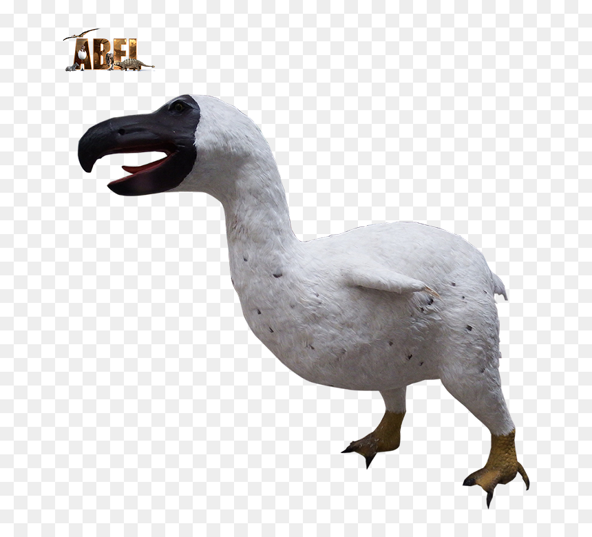 Duck, HD Png Download - dodo bird png