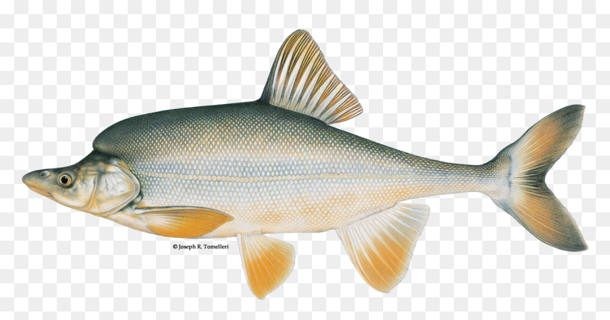 Illustration Of A Humpback Chub - Animals Are In The Grand Canyon River, HD Png Download - rainbow trout png
