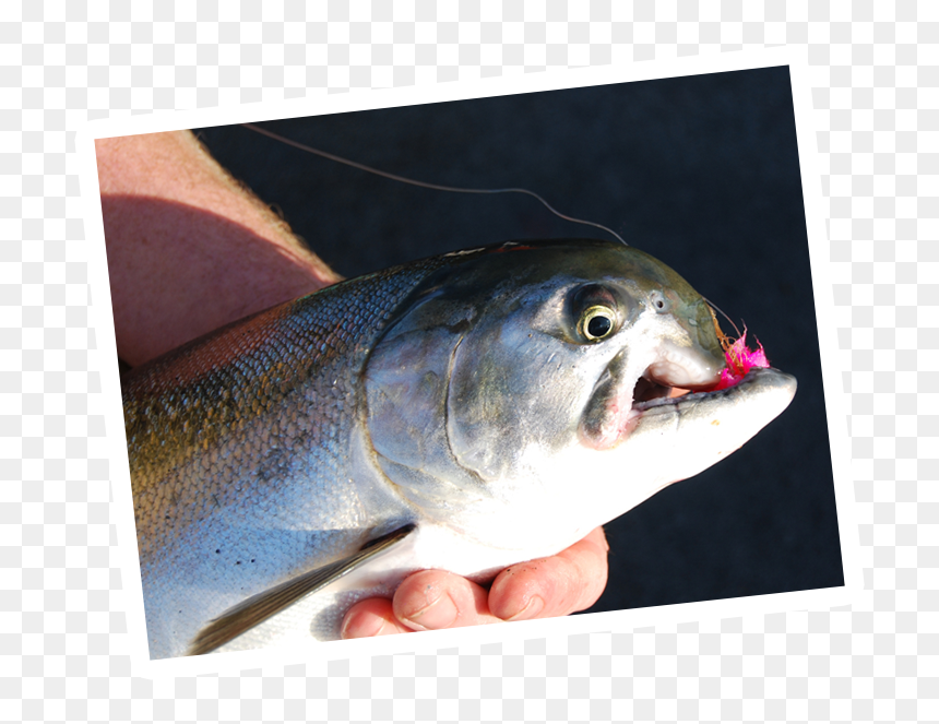 Fish Products, HD Png Download - rainbow trout png
