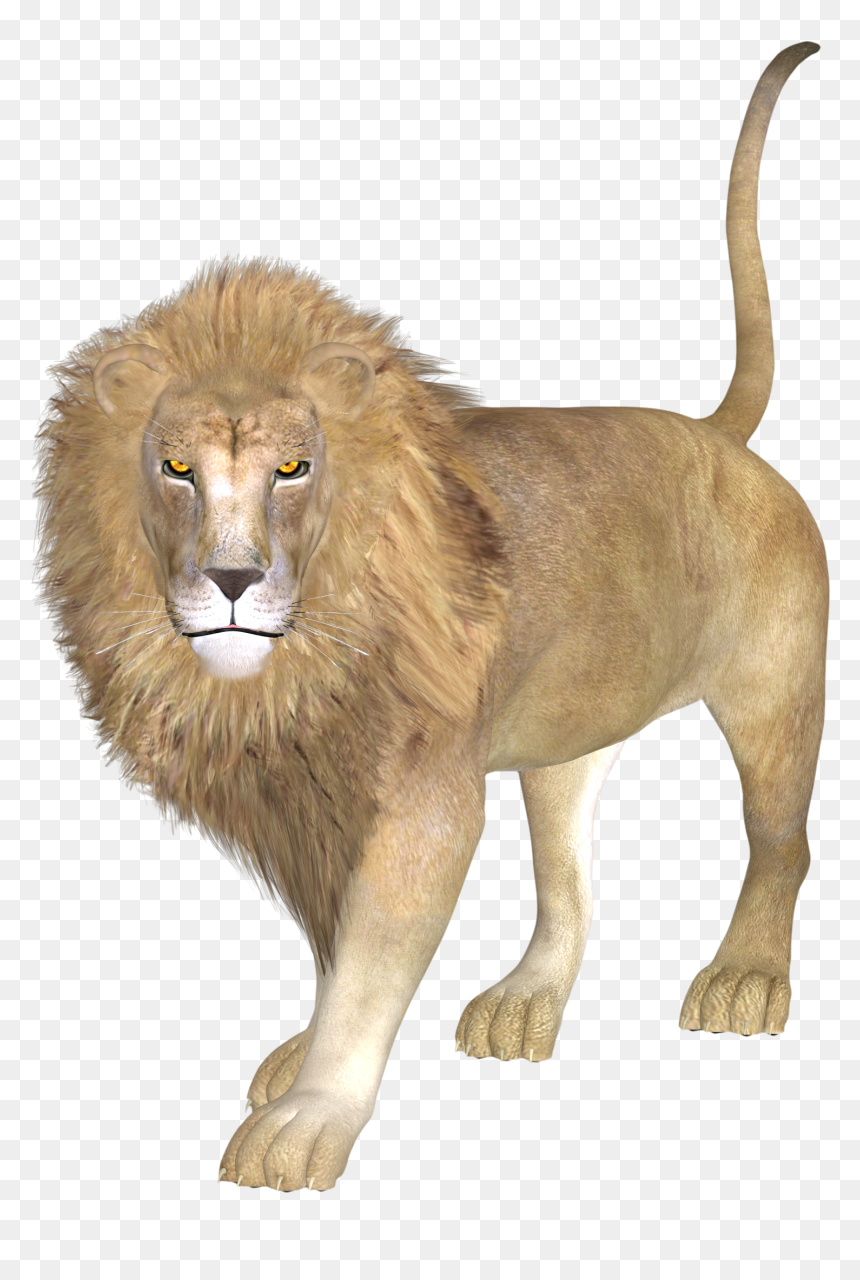 East African Lion Asiatic Lion - Leon Asiatico Png, Transparent Png - lion transparent png