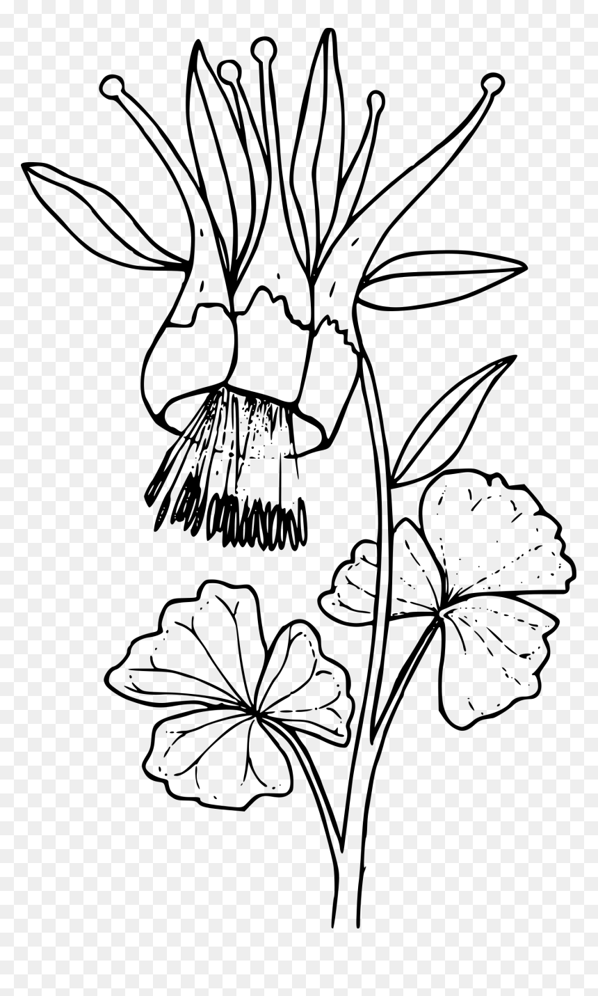 Western Columbine Clip Arts - Clip Art, HD Png Download - western clip art png