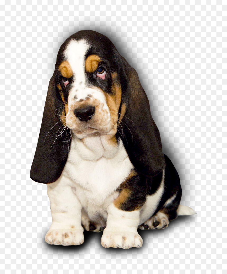 Basset Hound Kennel Dina"s Way - Basset Hound, HD Png Download - basset hound png