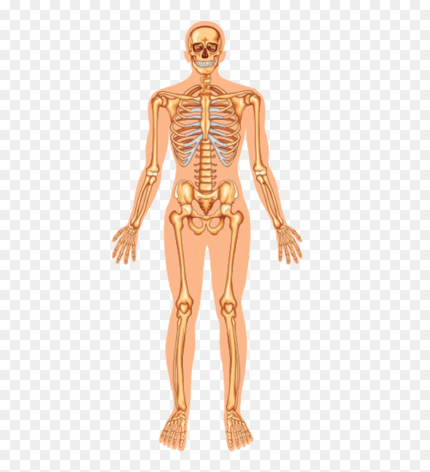 Боль В Пояснице Отдает В Ноги, HD Png Download - skeletal system png