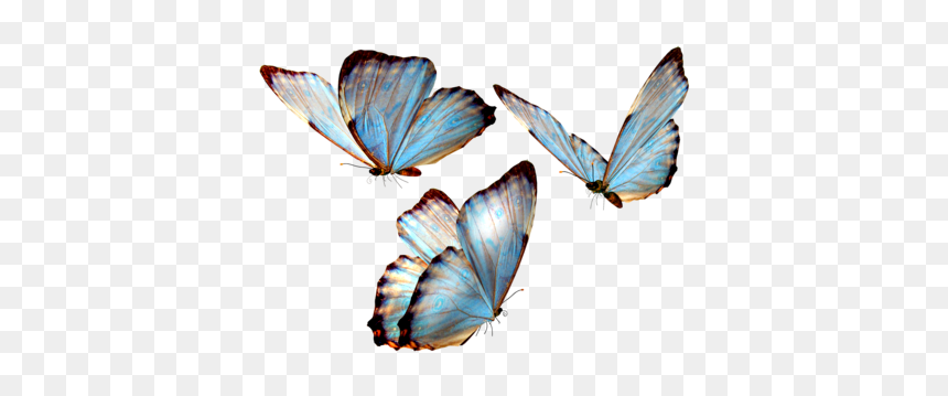 Beautiful Butterfly Light Colour - Butterflies Png, Transparent Png - butterfly transparent png