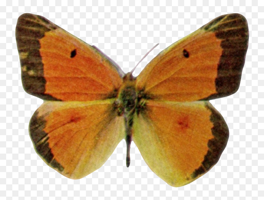 Colias Eurytheme-transparent - Butterflies, HD Png Download - butterfly transparent png