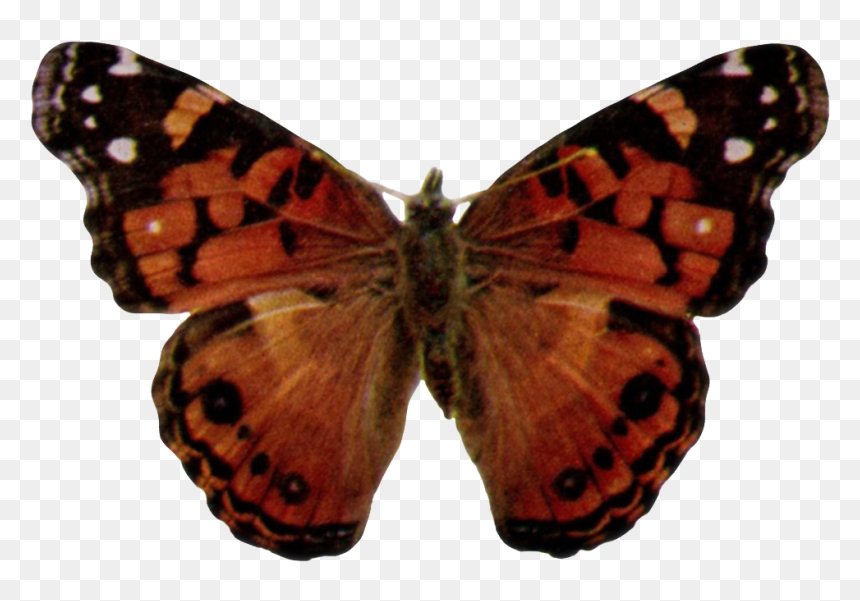 Vanessa Virginiensis-transparent - Vanessa Cardui, HD Png Download - butterfly transparent png