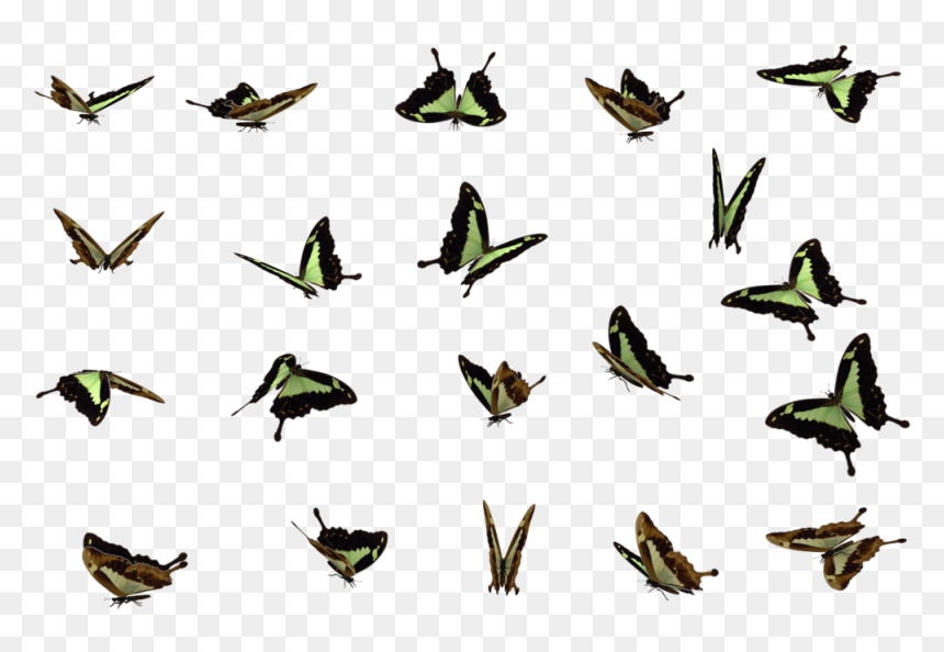 Download Butterflies Swarm Png File For Designing Projects - Butterfly Swarm Flying Butterfly Png, Transparent Png - butterfly transparent png