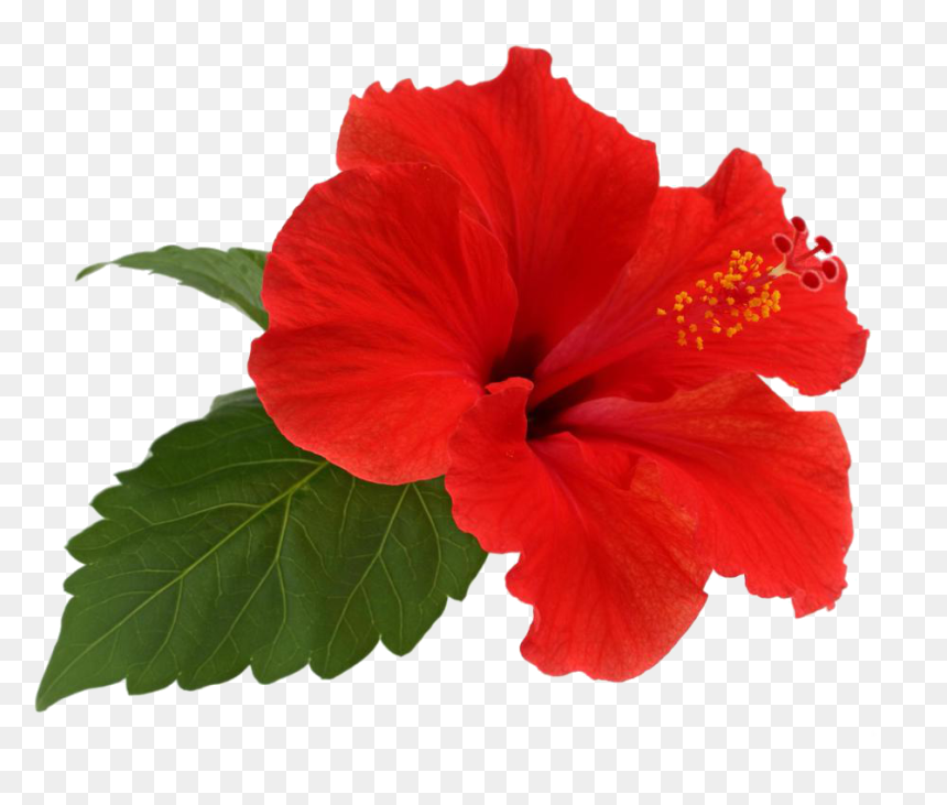 Shoeblackplant Flower Tea Leaf - Hibiscus Flower Png Transparent, Png Download - hawaii flower png