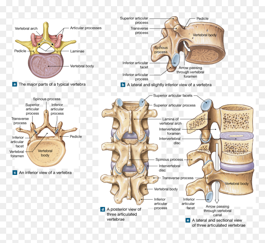 Cervical Thoracic Lumbar Sacral Vertebrae, HD Png Download - skeletal system png