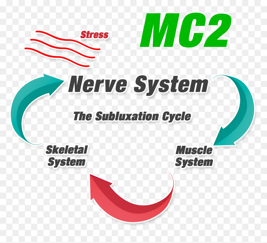 Mc2-1 - Bicycle Centre, HD Png Download - skeletal system png
