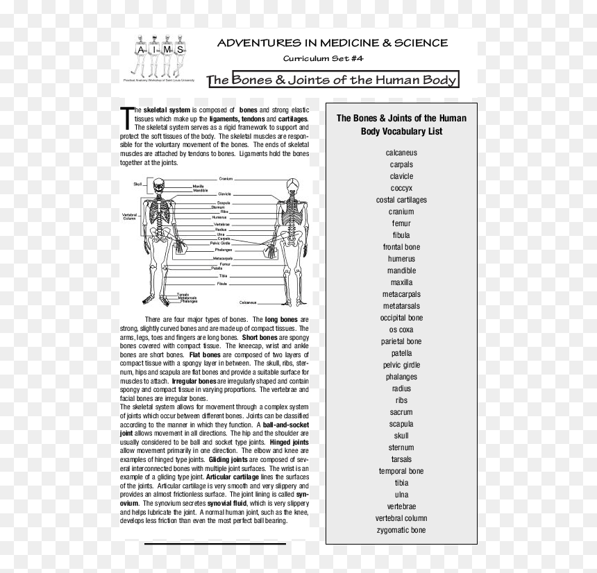 Folio Two From Burchard Of Sion's De Locis Ac Mirabilibus, HD Png Download - skeletal system png