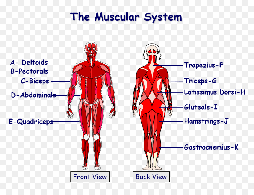 Muscles Of The Body Igcse, HD Png Download - skeletal system png