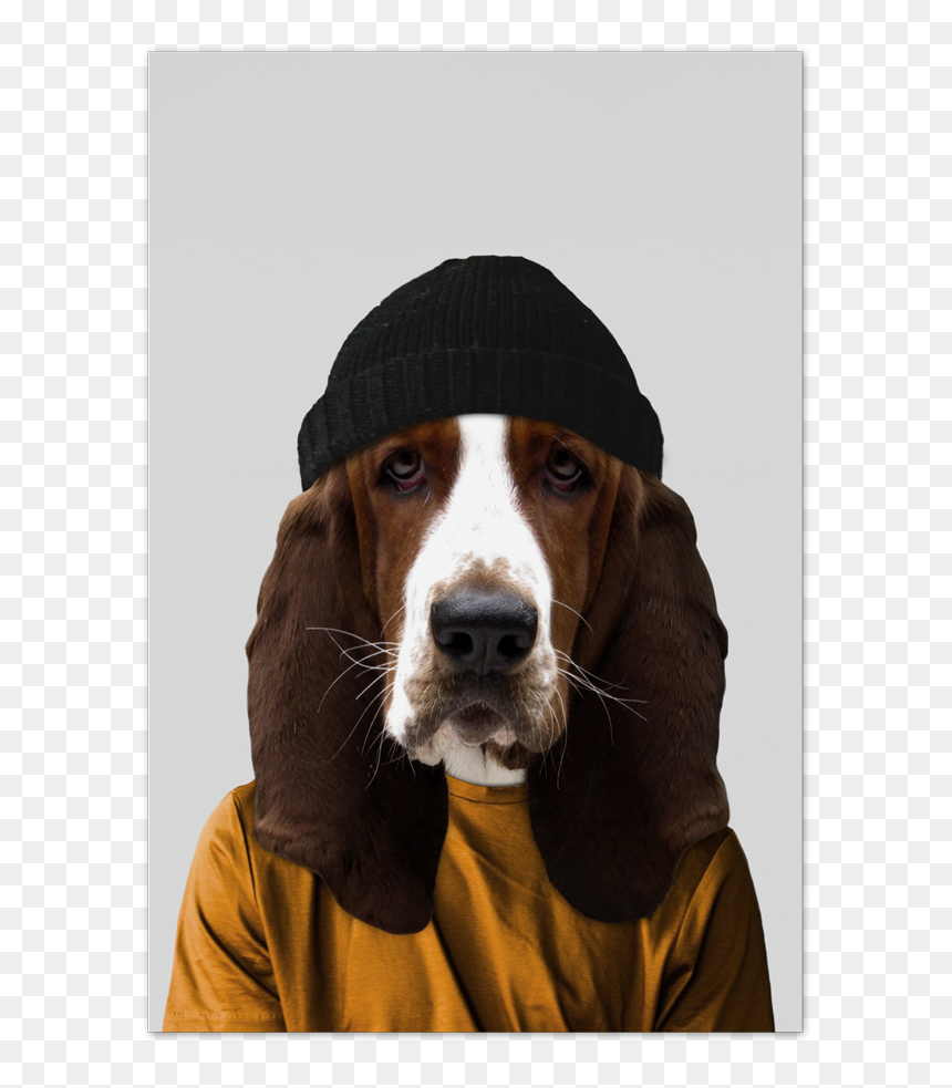Fred The Basset Hound Art Card - Basset Hound, HD Png Download - basset hound png