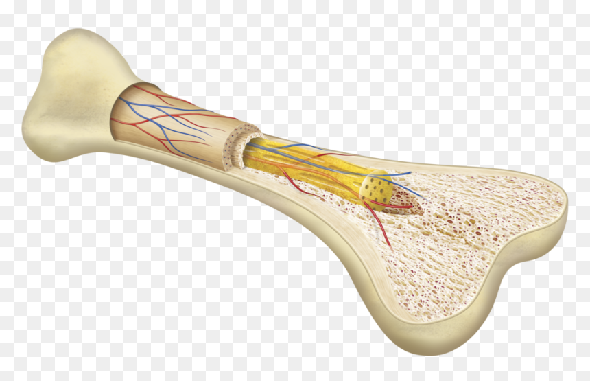 What's Inside Of Your Bones, HD Png Download - skeletal system png