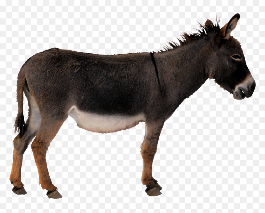 Donkey Animal Transparent Png - Donkey Clipart, Png Download - burro png