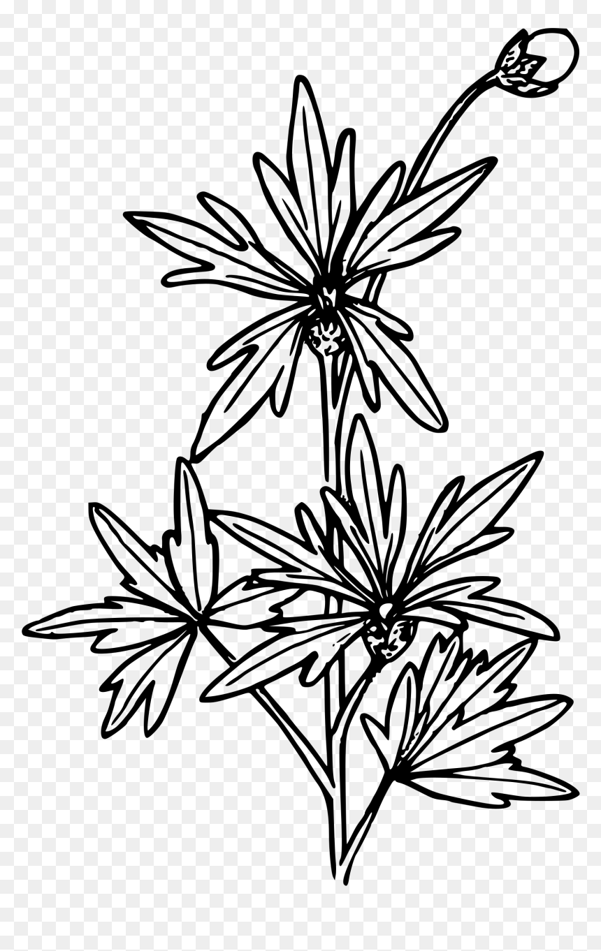 Small-flowered Fringecup Clip Arts - Drawing Chinese Flower, HD Png Download - small plant png