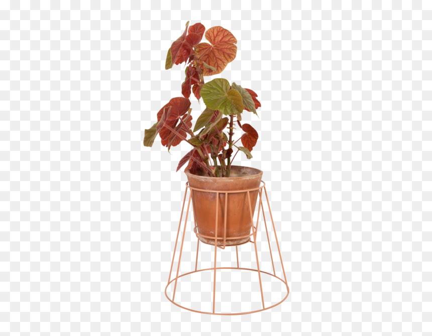 Small Dusty Peach - Plant Stand, HD Png Download - small plant png