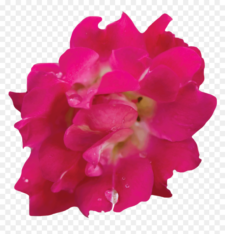 Red Drift® - Impatiens, HD Png Download - small plant png