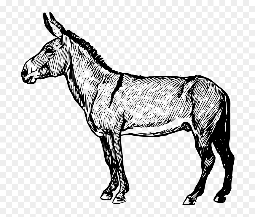 Burro Clipart , Png Download - Mane, Transparent Png - burro png