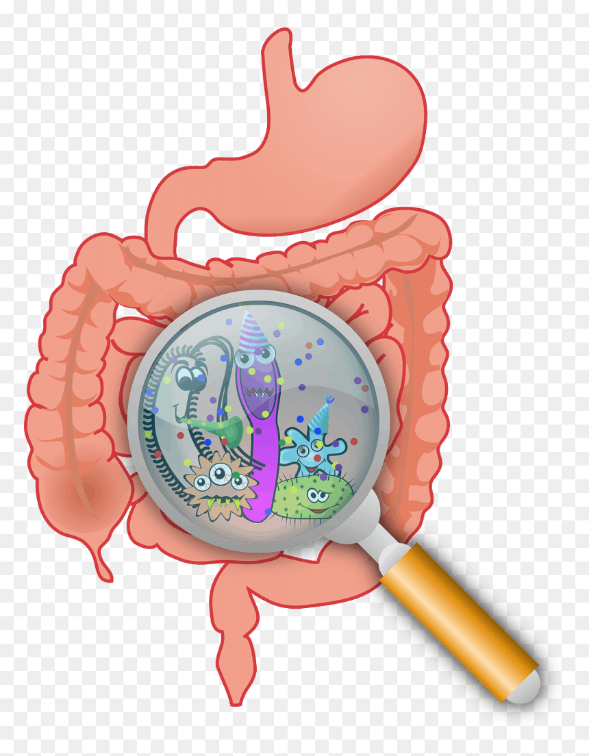 The Reason You’re Not Losing Weight - Gut Probiotics, HD Png Download - lose weight png
